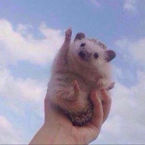 Meet your Posher, Jayden